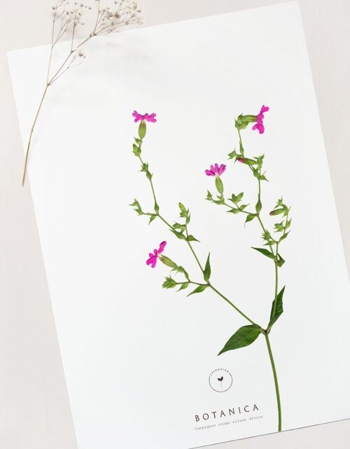 Affiche fleur sauvage "Compagnon" • collection Botanica • A4