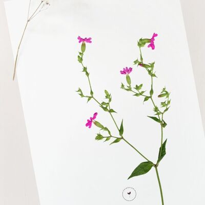 Poster di fiori selvatici "Compagnon" • Collezione Botanica • A4