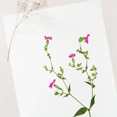 Póster de flores silvestres "Compagnon" • Colección Botanica • A4