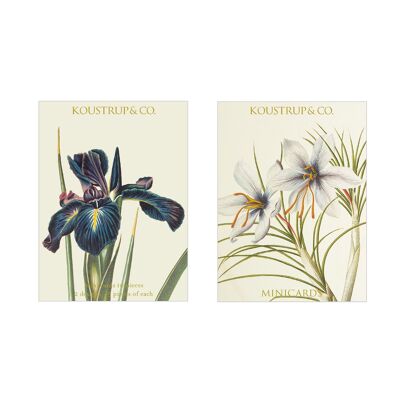 Minicartes Printemps - Iris