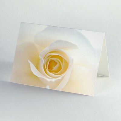 rose blanche - carte élégante avec enveloppe doublée