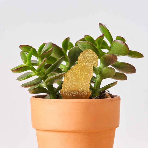 Plant Animal Pet -  Cockapoo Dog