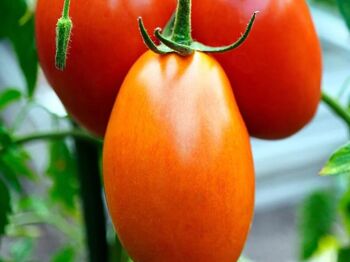 Purée de Tomates Bio Agripiace 2