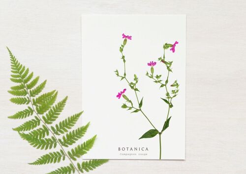 Carte fleur sauvage "Compagnon" • collection Botanica • A6 (enveloppe incluse)