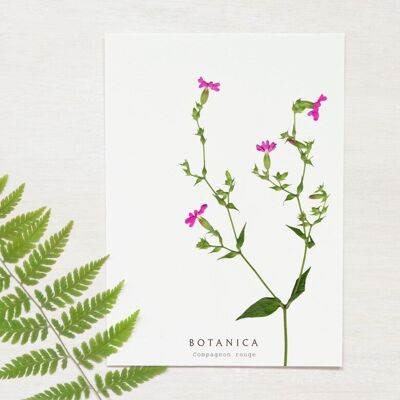 Wild flower card "Compagnon" • Botanica collection • A6 (envelope included)