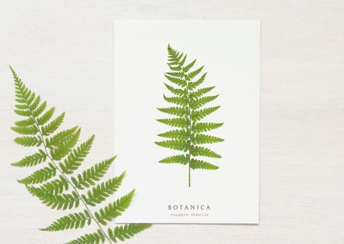 Carte végétale "Fougère" • collection Botanica • A6 (enveloppe incluse)