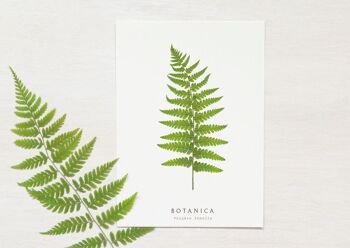 Carte végétale "Fougère" • collection Botanica • A6 (enveloppe incluse) 1