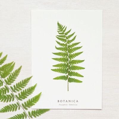 Carte végétale "Fougère" • collection Botanica • A6 (enveloppe incluse)