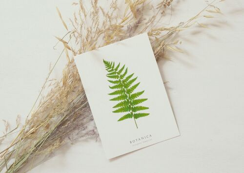 Carte végétale "Fougère" • collection Botanica • A6 (enveloppe incluse) - papeterie artisanale