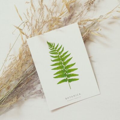 Tarjeta de planta "Helecho" • Colección Botanica • A6 (sobre incluido) - papelería artesanal