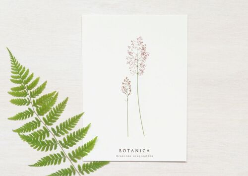 Carte florale "Graminée" • collection Botanica • A6 (enveloppe incluse)
