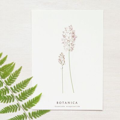 Carte florale "Graminée" • collection Botanica • A6 (enveloppe incluse)