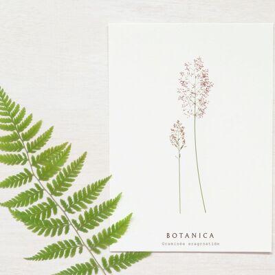 “Graminée” floral card • Botanica collection • A6 (envelope included)