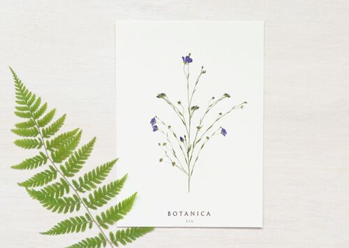 Carte fleurie "Lin" • collection Botanica • A6 (enveloppe incluse)