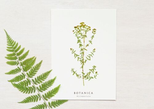 Carte fleur sauvage "Millepertuis" • collection Botanica • A6 (enveloppe incluse)