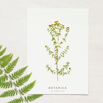 Biglietto di fiori selvatici "Erba di San Giovanni" • Collezione Botanica • A6 (busta inclusa)