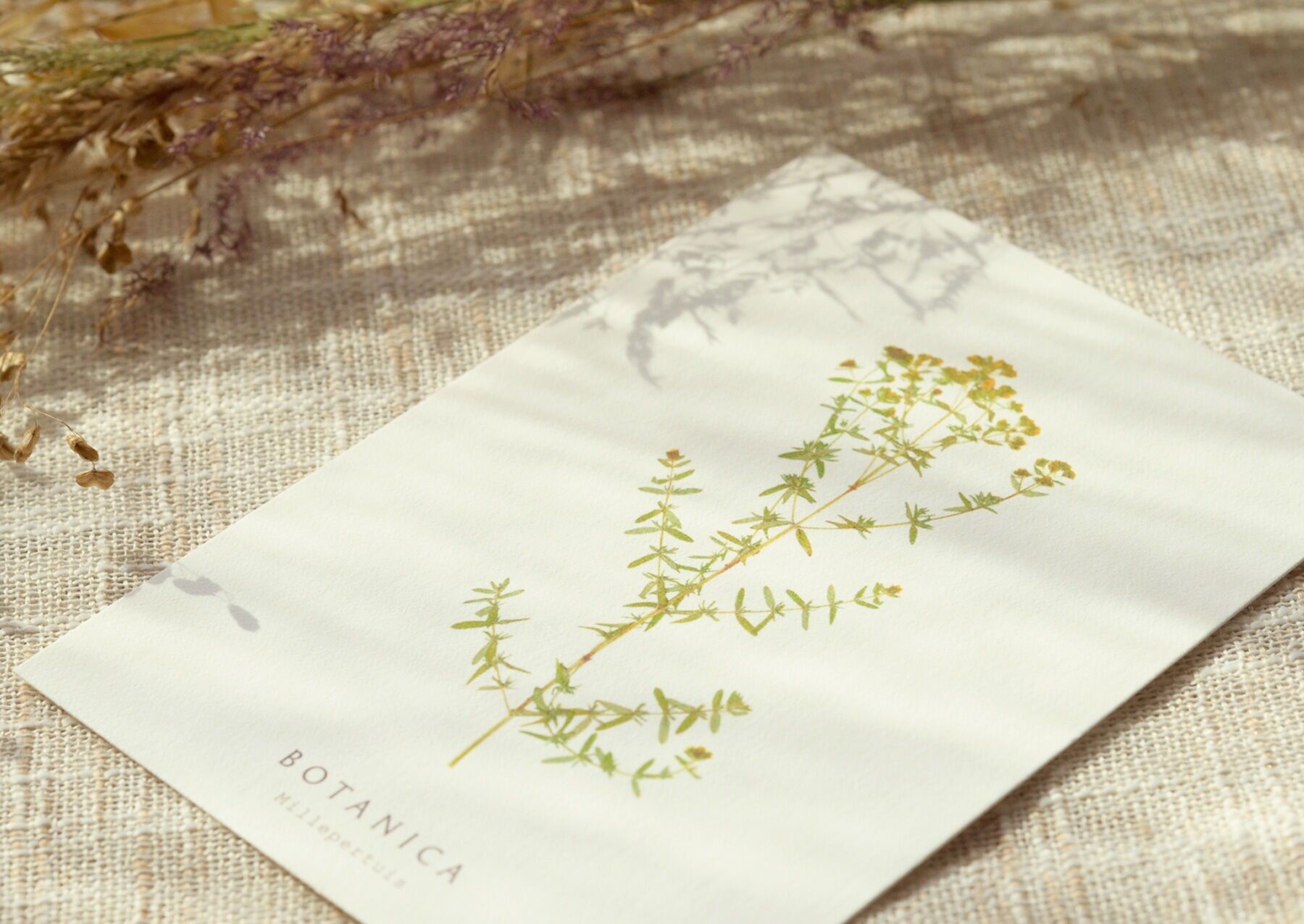 Biglietto di fiori selvatici "Erba di San Giovanni" • Collezione Botanica • A6 (busta inclusa)