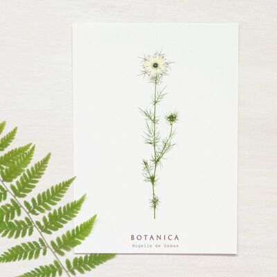 Tarjeta floral “Nigella” • Colección Botanica • A6 (sobre incluido)