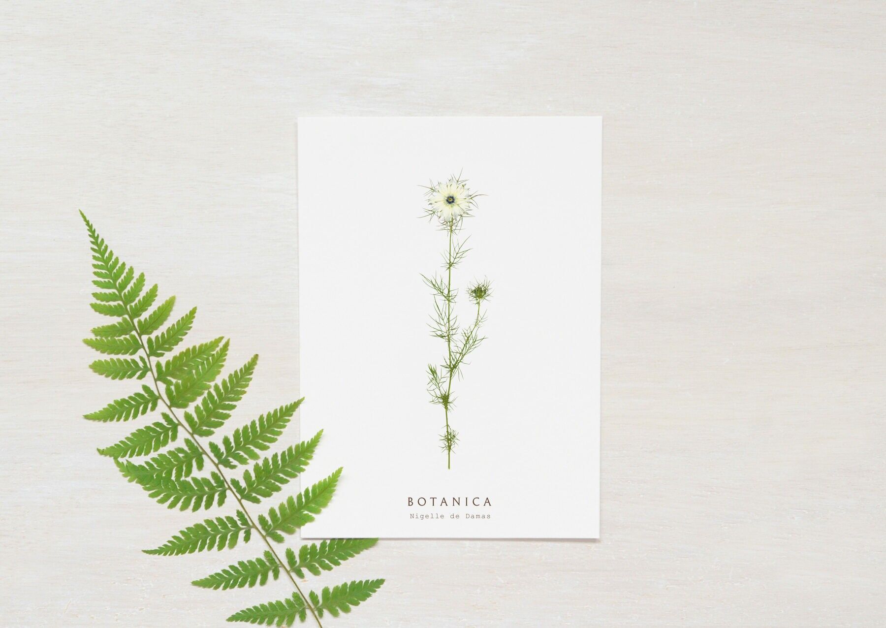 Carte fleur "Nigelle" • collection Botanica • A6 (enveloppe incluse)