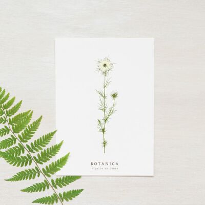Biglietto floreale “Nigella” • Collezione Botanica • A6 (busta inclusa)