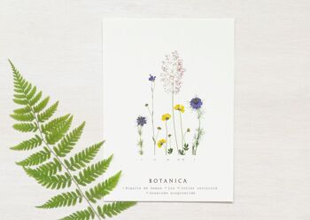 Carte florale "Prairie d'été" • collection Botanica • A6 (enveloppe incluse) 1