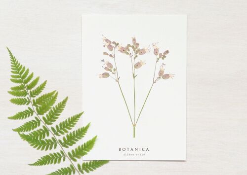Carte fleur "Silène" • collection Botanica • A6 (enveloppe incluse)