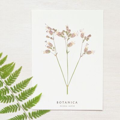 Biglietto floreale “Silène” • Collezione Botanica • A6 (busta inclusa)