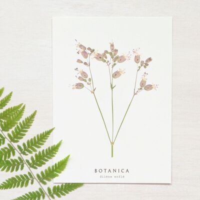 Carte fleur "Silène" • collection Botanica • A6 (enveloppe incluse)