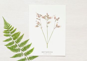 Carte fleur "Silène" • collection Botanica • A6 (enveloppe incluse) 1