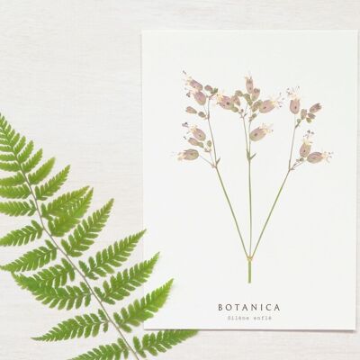 Biglietto floreale “Silène” • Collezione Botanica • A6 (busta inclusa)