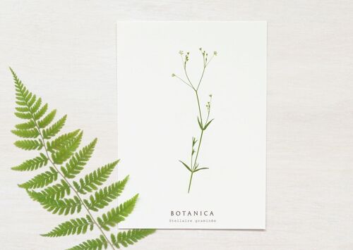Carte florale "Stellaire" • collection Botanica • A6 (enveloppe incluse)
