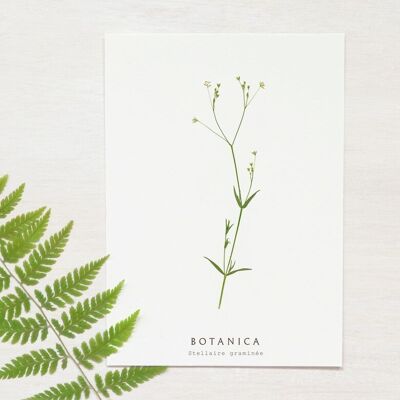 “Stellaire” floral card • Botanica collection • A6 (envelope included)