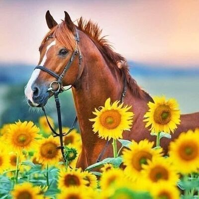 Diamond Painting Horse with Sunflowers, 40x40 cm, Round Drills with Frame
