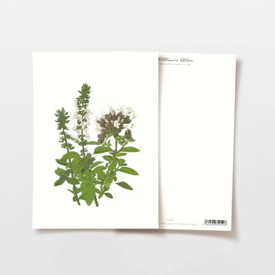 Postal de hierbas en flor albahaca y orégano, certificado FSC