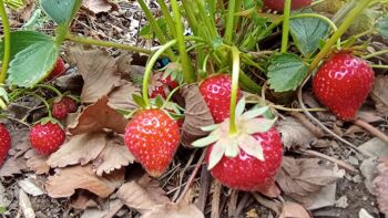 Confiture de fraises au safran 2