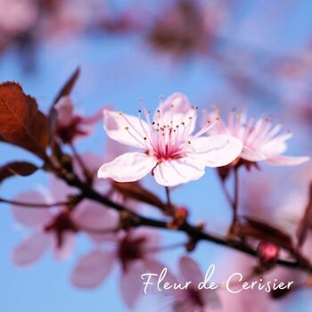 Bougie Mademoiselle Fleur de cerisier 2