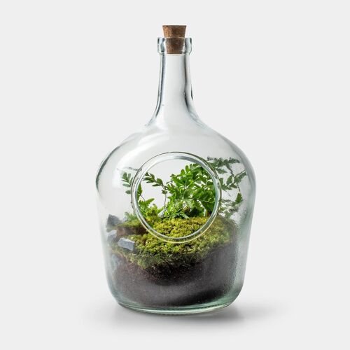 A bottle of Ferns - Terrarium - 30cm