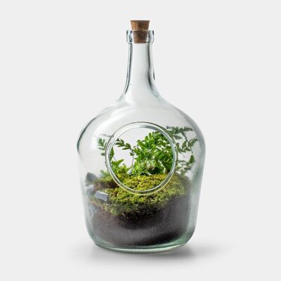 Eine Flasche Farne – Terrarium – 30 cm