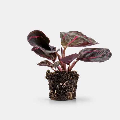 Calathea makoyana - Plant - 20cm