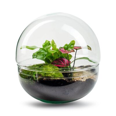 Biodome Bush - Terrarium - 30cm