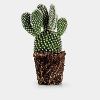 Opuntia Microdasys Albata | Cactus | Ø6 - ↑10cm 1