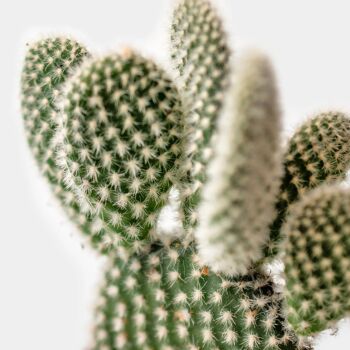 Opuntia Microdasys Albata | Cactus | Ø6 - ↑10cm 2