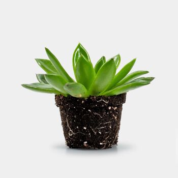 Echeveria Agavoïdes - Plante - 10cm 1