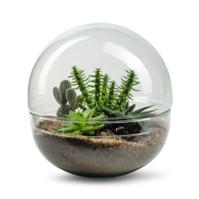 Biodome Desert - Terrarium - 30cm