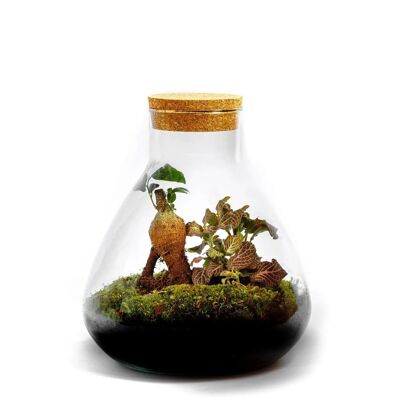 Flore Bonsaï - Terrarium - 20cm