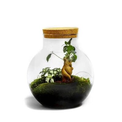 Bolder Bonsai - Terrarium - 30cm