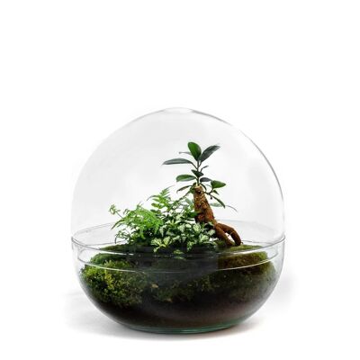 Biodome Bonsai -  Terrarium - 30cm