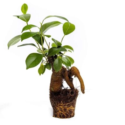 Ficus Ginseng bonsaï - plante - 15 cm