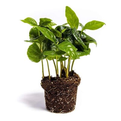 Coffea Arabica – Pflanze – 15 cm