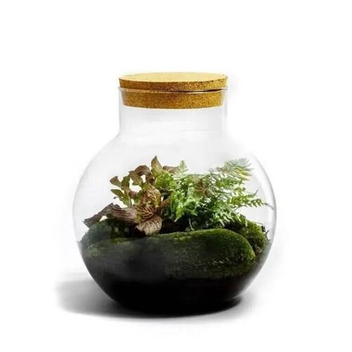 Bolder Botanical - Terrarium - 30cm